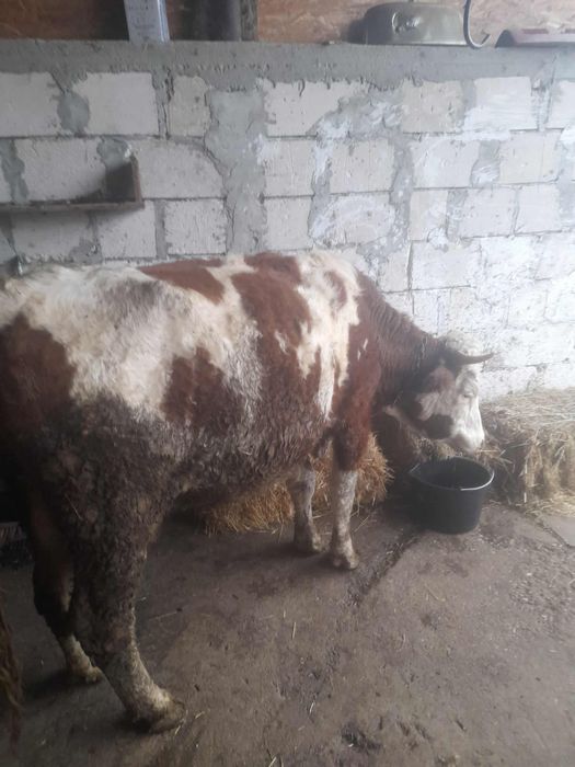 Vacă gestantă de vânzare