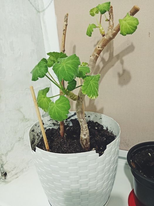 Комнатные растения