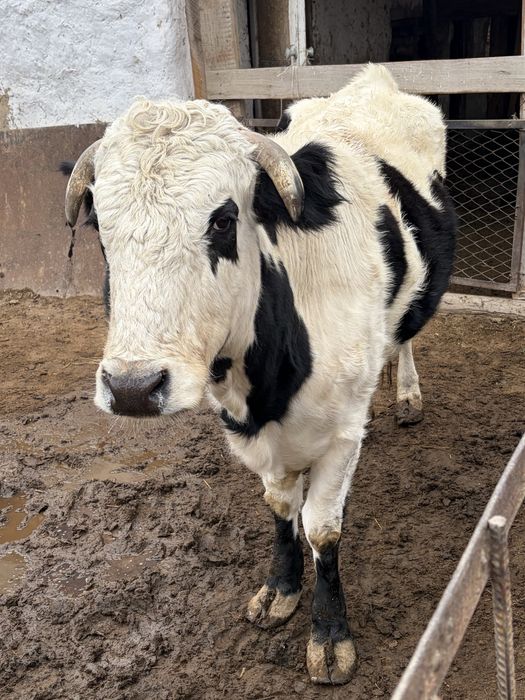 Семіз қысыр сиыр