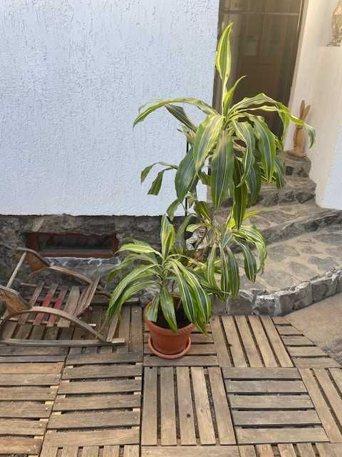 Plante naturale de interior (apartament/birou/hotel/scoala/gradinita)