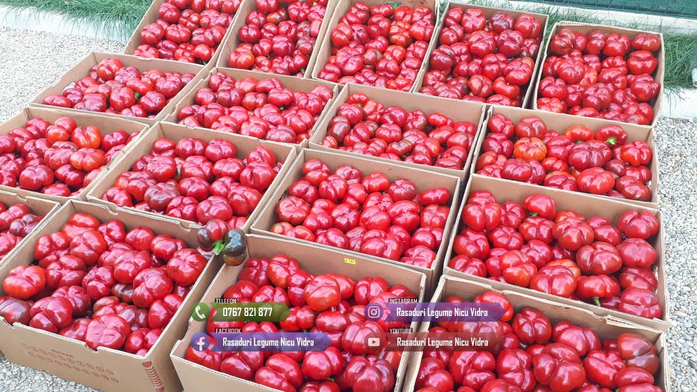 Vand Rasad Rosii Vinete Ardei Castraveti si alte Rasaduri Legume 2025
