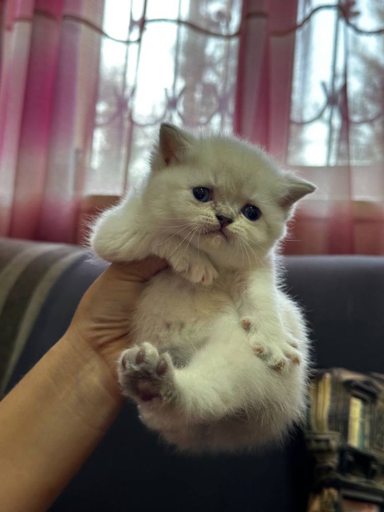 Срочно продаются экслюзивные британские котята!