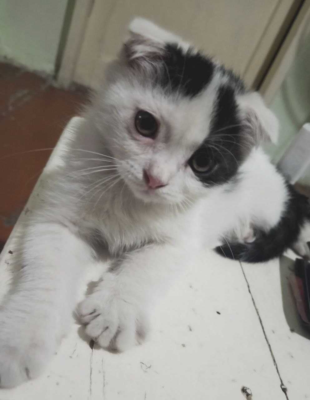 Продается котенок (мальчик) СКОТИШ ФОЛД