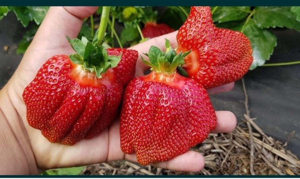 Целогодишни ягоди и малини