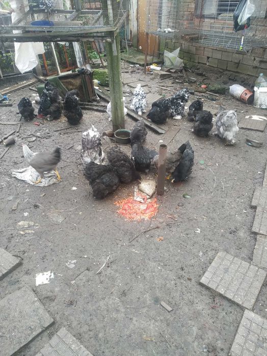 Кохин черен ,син и мраморен