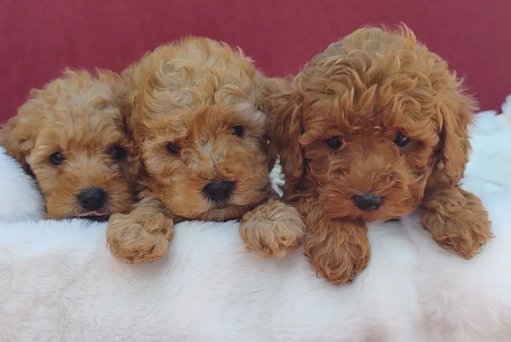 Малки сладки пуделчета/тойчета