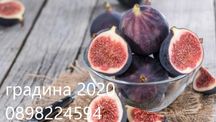 Смокиня - налични 4 вида