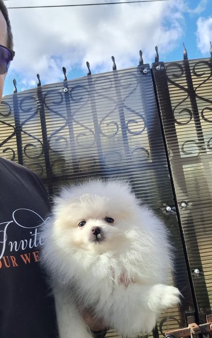 Pomeranian pui talie mică