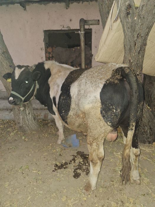 бука бордакы сатылады