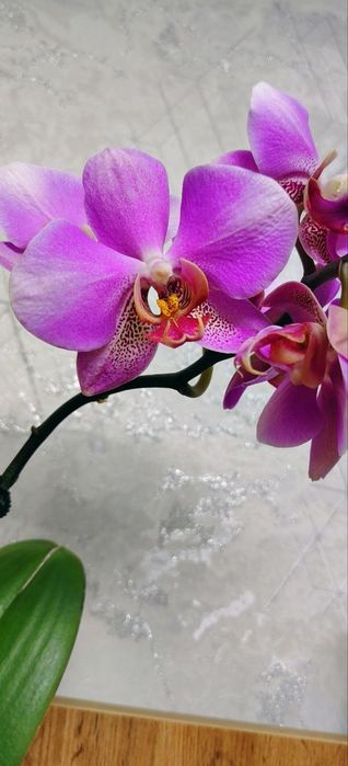 Орхидеи Phalaenopsis