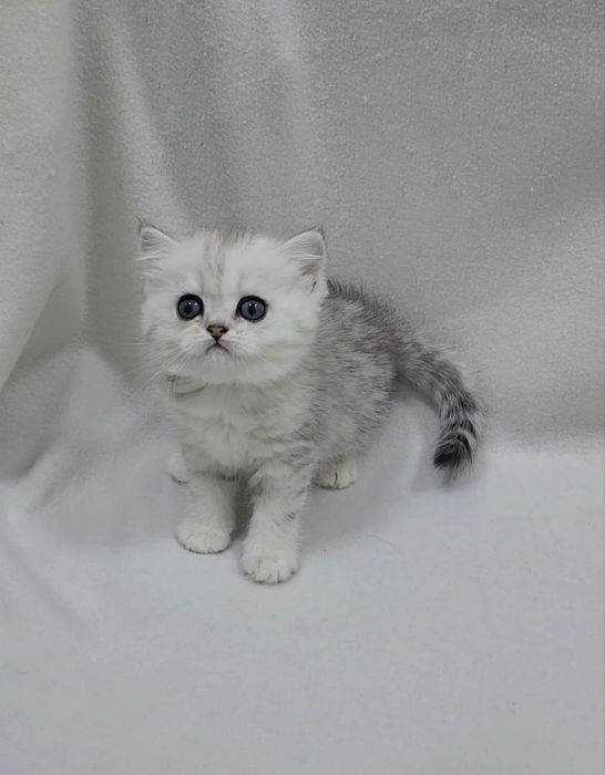 Скотиш страйт девочка серебристая шиншилла табби