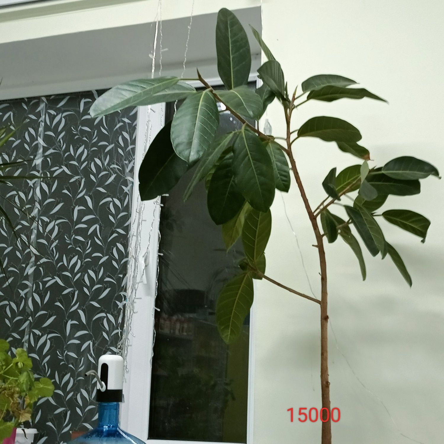 Продам цветы для дома и офиса