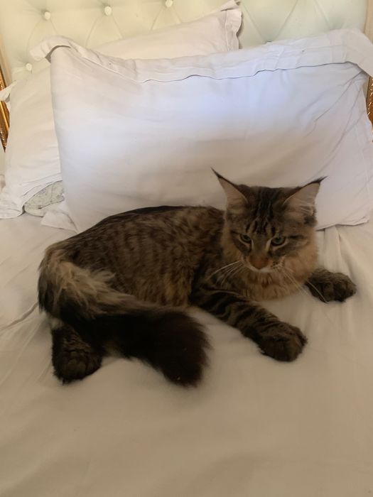 Продам мейн кун полидакт кот