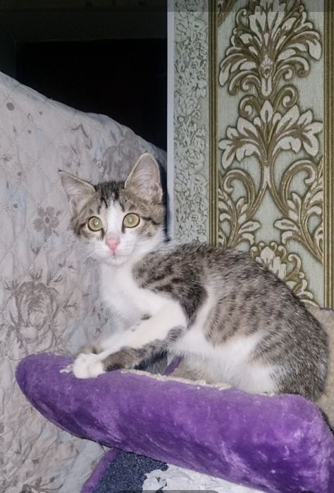 Малыши ищут мампап. Доставлю!