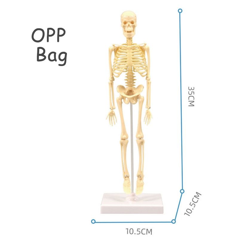 Corpul uman, model anatomic educativ 3D / copii 6+