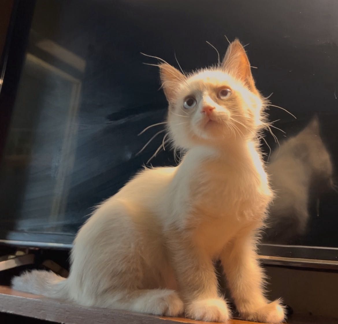 Продаются котята Рэгдолл