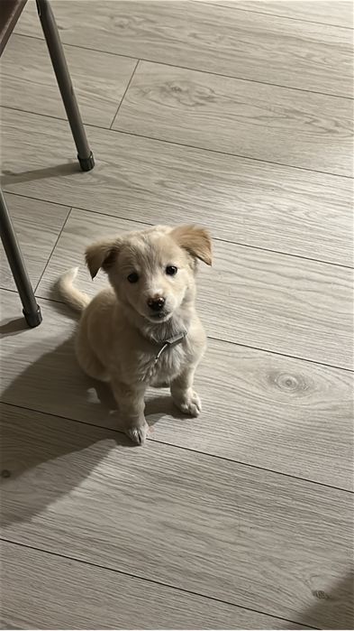 Ищу щенку хозяев