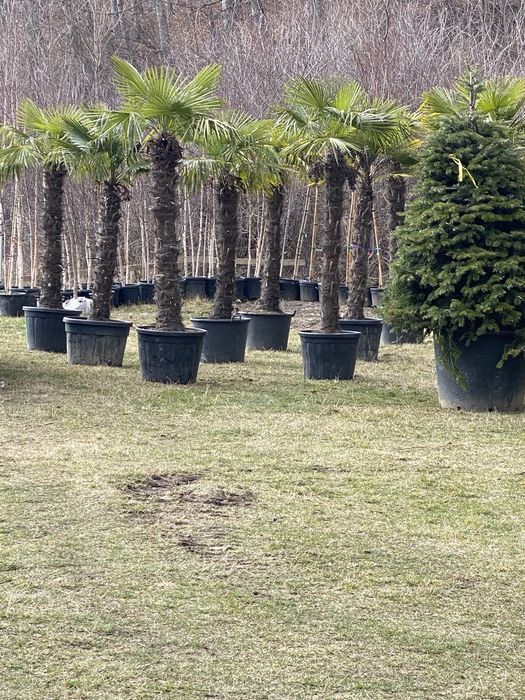 Palmieri cycas/ fenix/yuca/