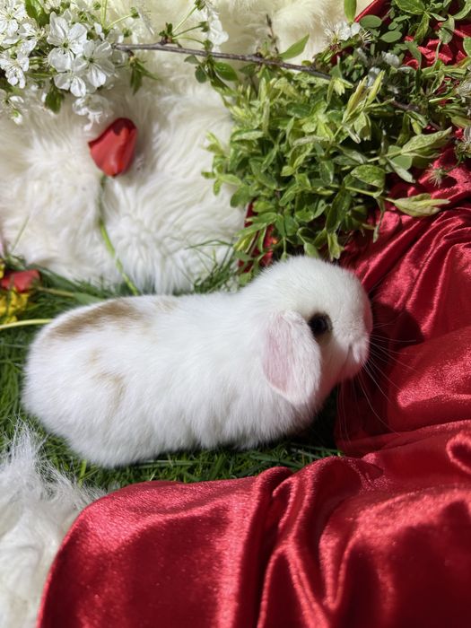 Berbec pitic (holland loop)