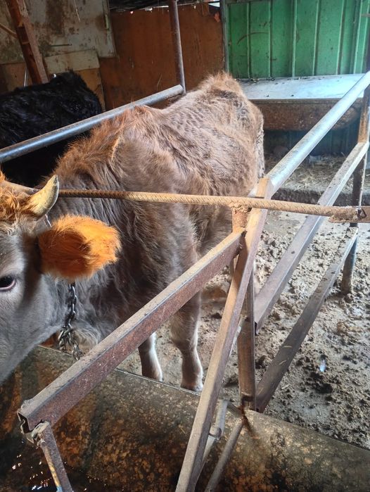 Продам мясо на согым