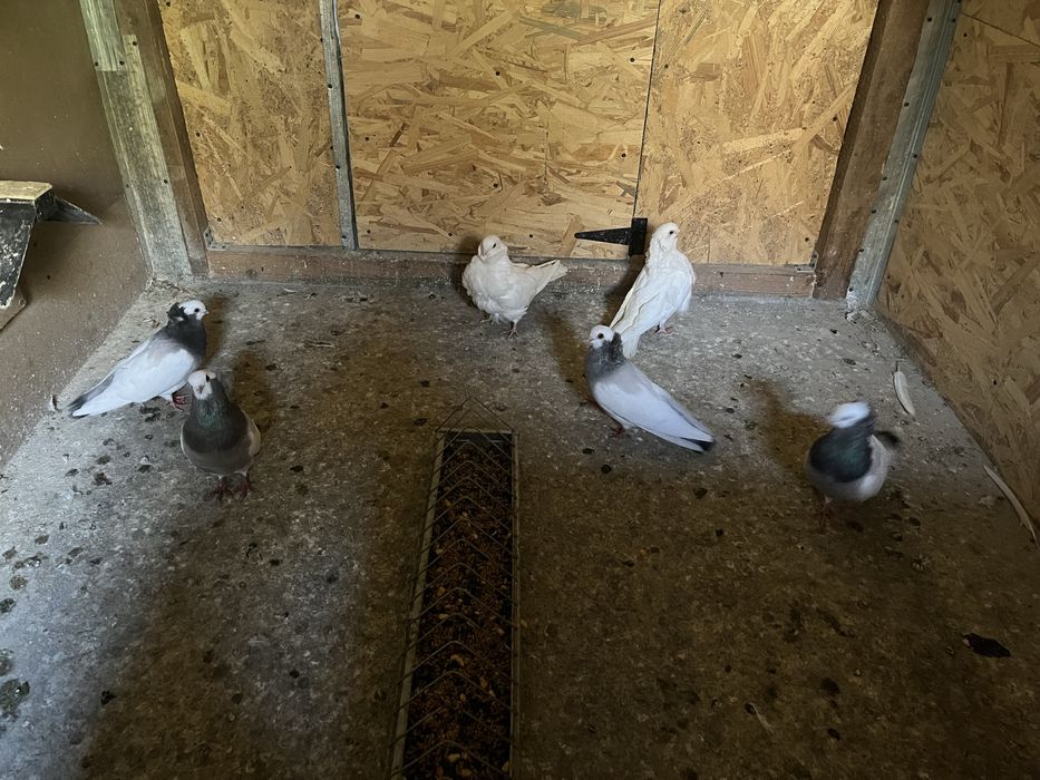 Vând porumbei de ornament