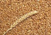 Triticale de vanzare