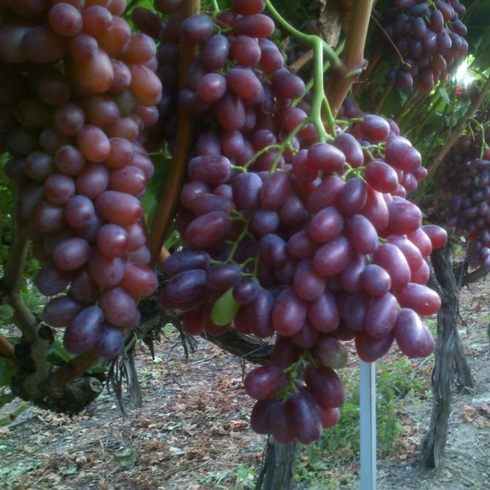 Pomi fructiferi și vița altiita 2024