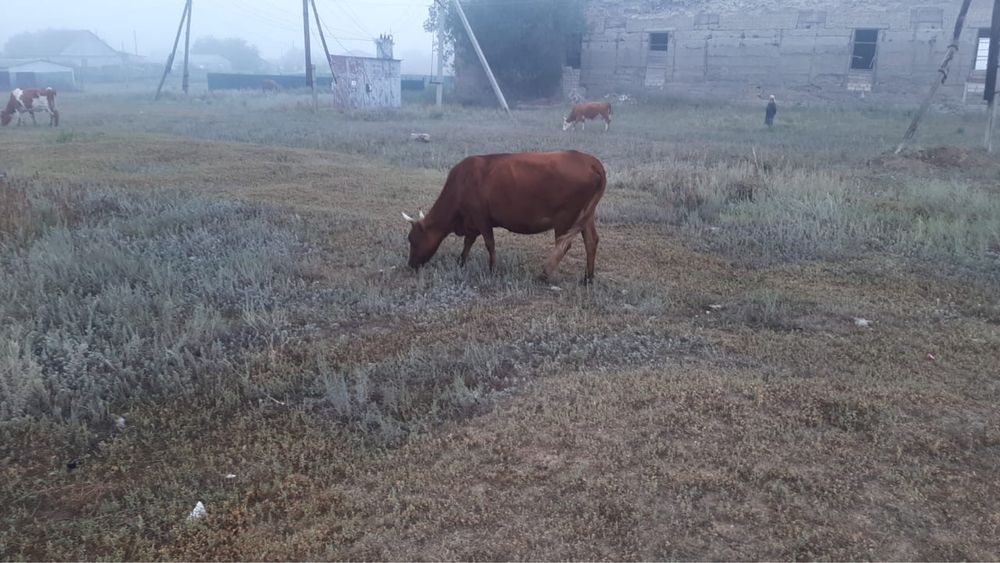 Продам дойную корову