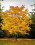 Arborele de Zahar (Cercidiphyllum Japonicum) - parfum de caramel