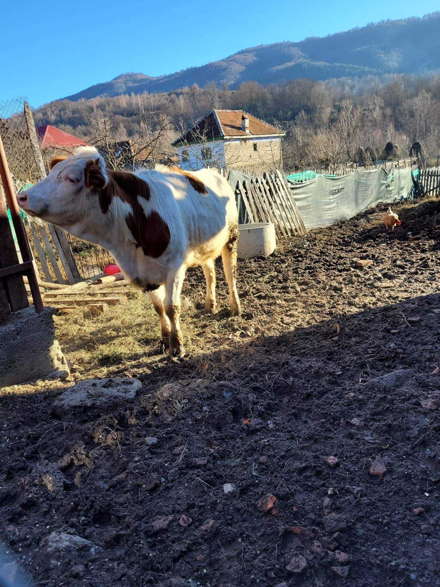 Vând Junincă Balțată Românească !