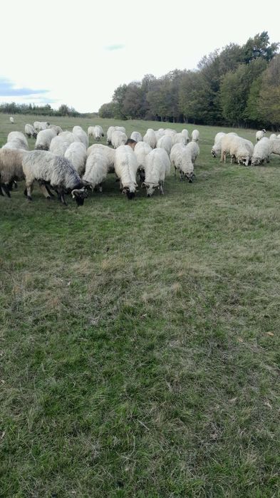 Vând oi bune de ținut