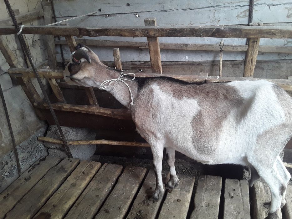 заанен орыс ешкі,