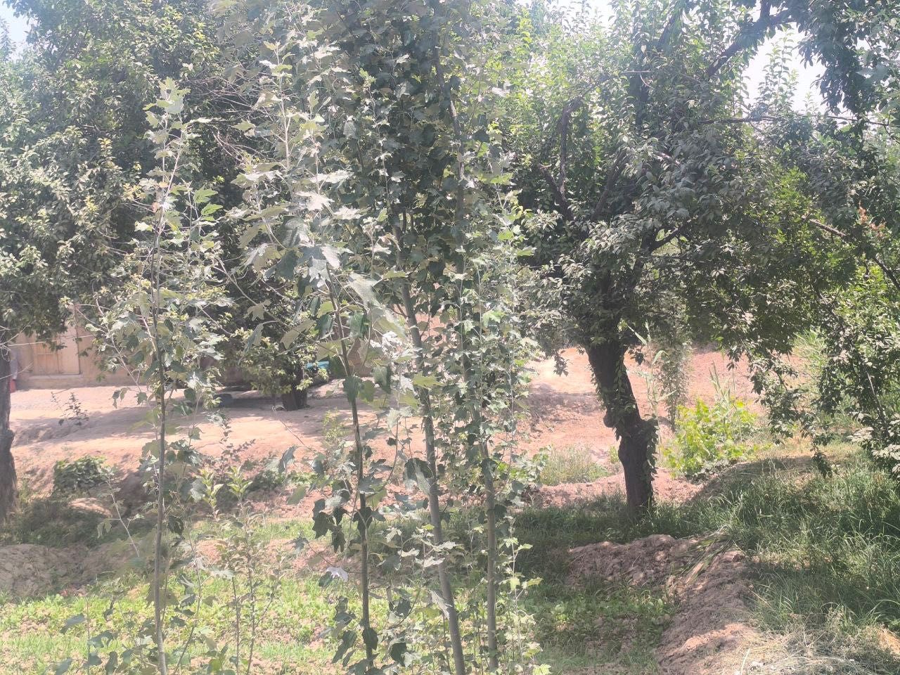 Uchastka 8 sotix