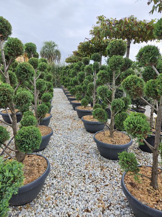 Pom pon calitate extra toate dimensiunile