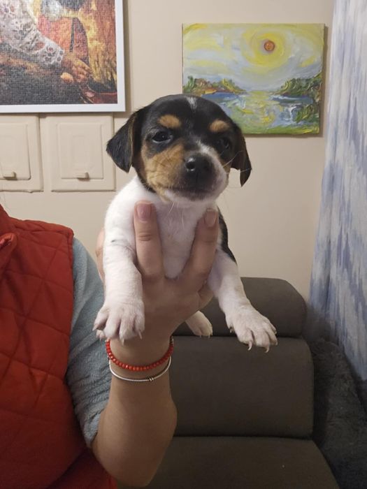 Джак Ръсел малък