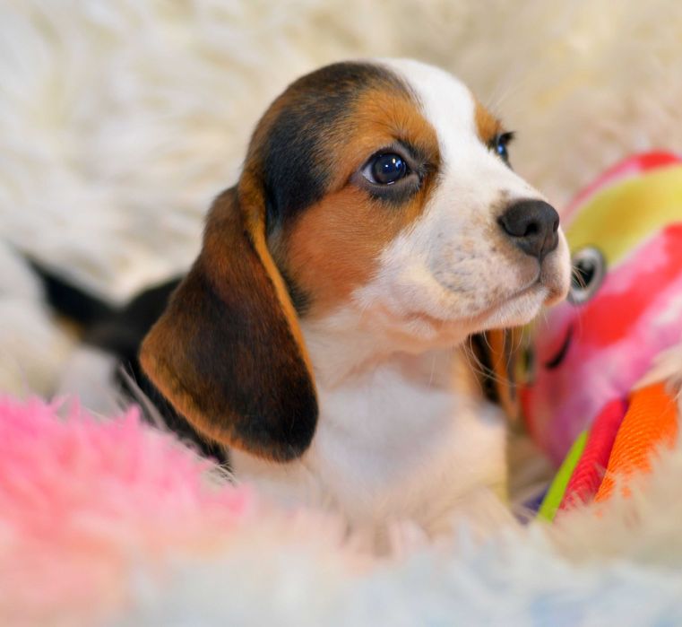 Femela Pui Beagle tricolor din parinti cu pedigree