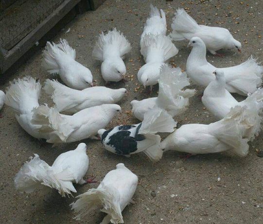 Porumbei albi coadă evantai de curte.