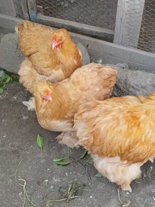 Cochinchina urias galben 1+2