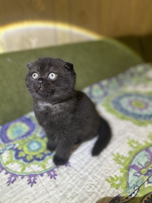 Продам элитного котенка