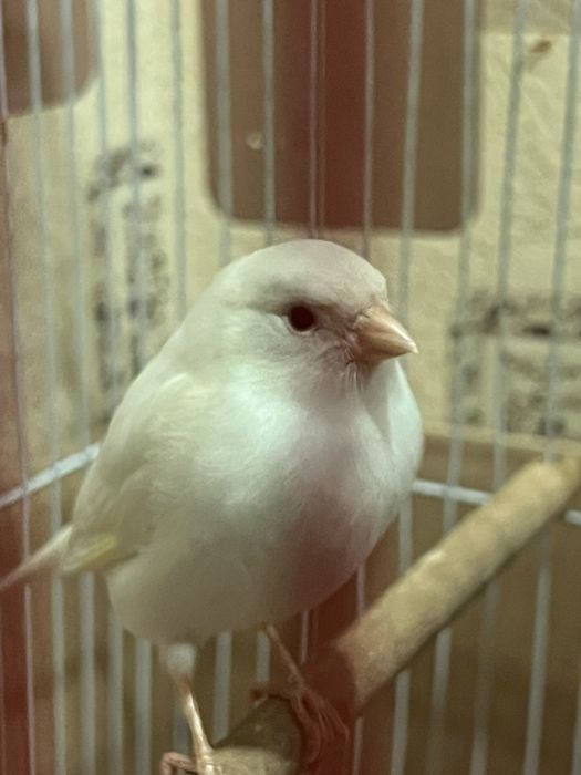 Kanareyka Oq Nar sotiladi