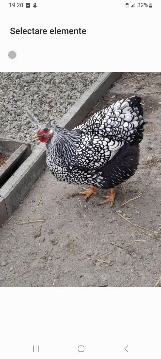 Oua incubat wyandotte/australorp