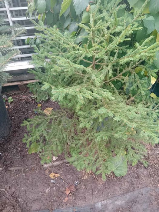 Продавам живи саксий с елхи коренната система 2 годишна която ще за