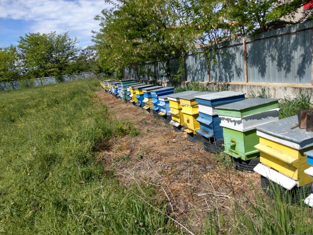 Полифлорен пчелен мед (билков)