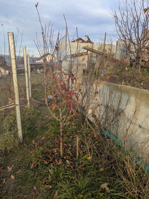 Moșmon altoit anul 5 pe rod