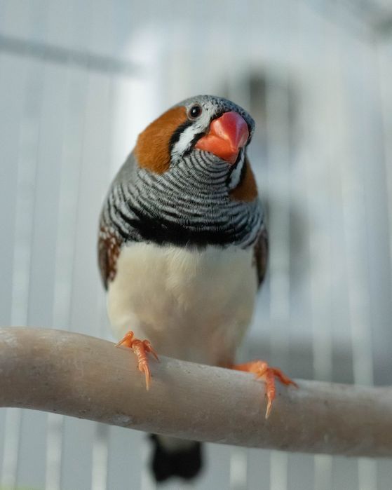 Зеброви амадинки / финки