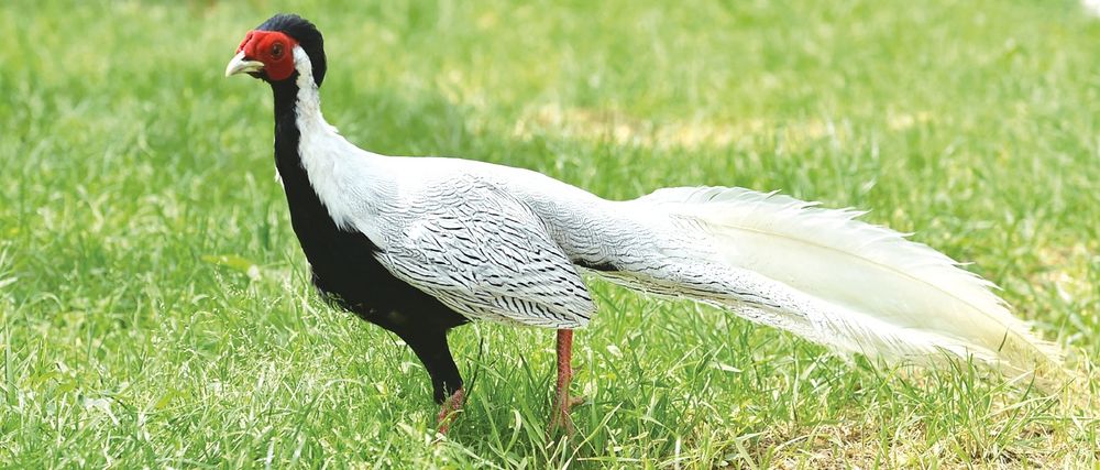 Pereche fazani argintii