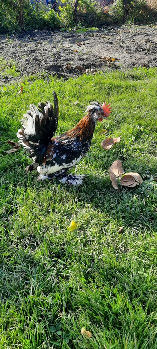 Vand doi cocosei struma bantam pitic