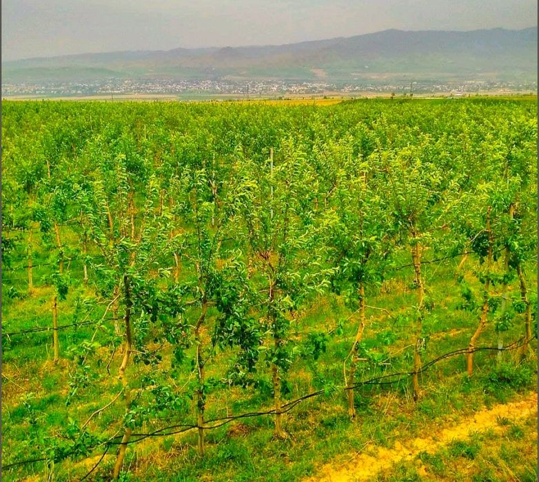 Продажа готового бизнеса по выращиванию фруктов. 

Комплекс находится