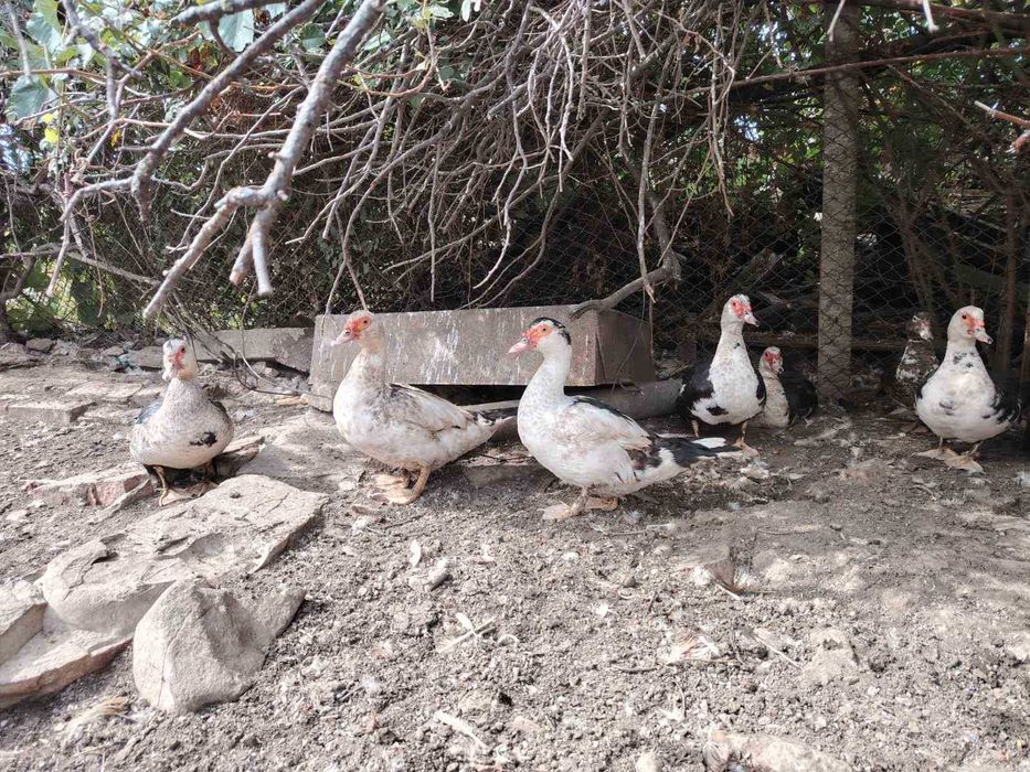 Неми патици млади