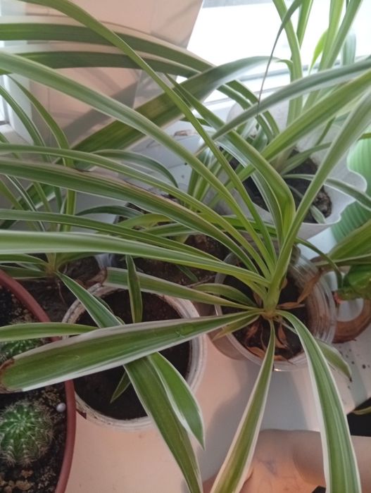 Продам Хлорофитум по 200 тг